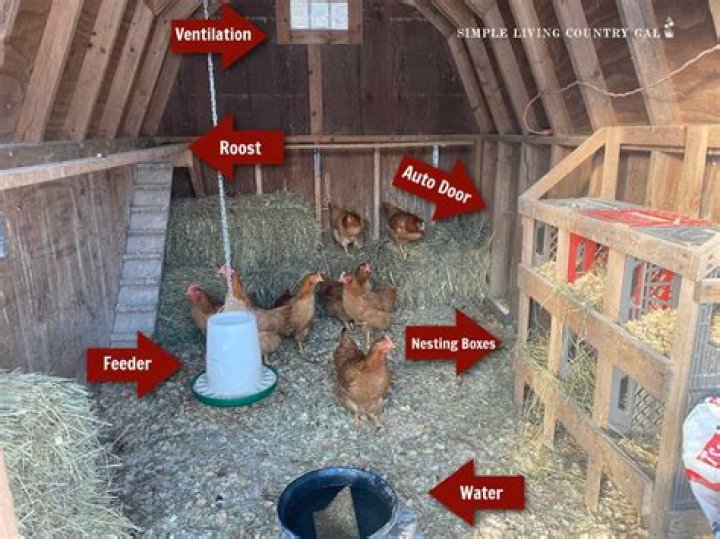 How long should you keep chickens in the coop