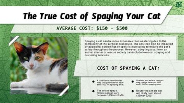 How much does a leg amputation cost for a cat