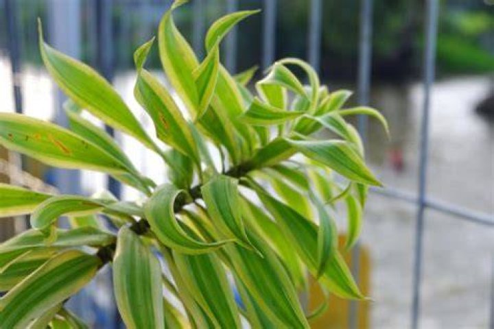 How much light does a dracaena Warneckii need