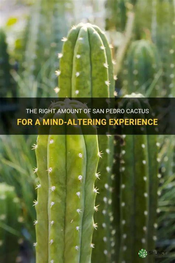How much San Pedro cactus do you need to trip