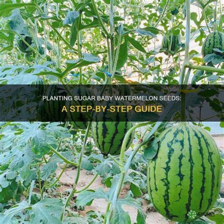 How much space do Sugar Baby Watermelons need