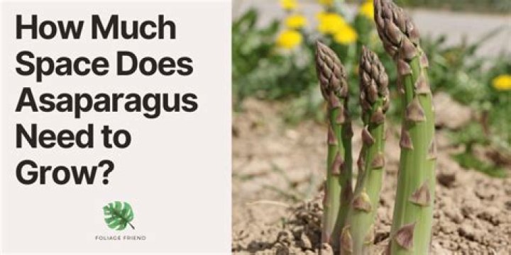 How much space do you need between succulents
