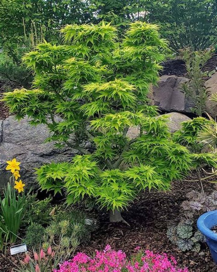 How much sun does a dwarf Japanese maple need
