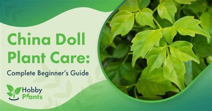 How often should you water a China doll plant