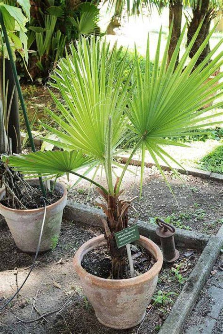 How often should you water a Mexican fan palm