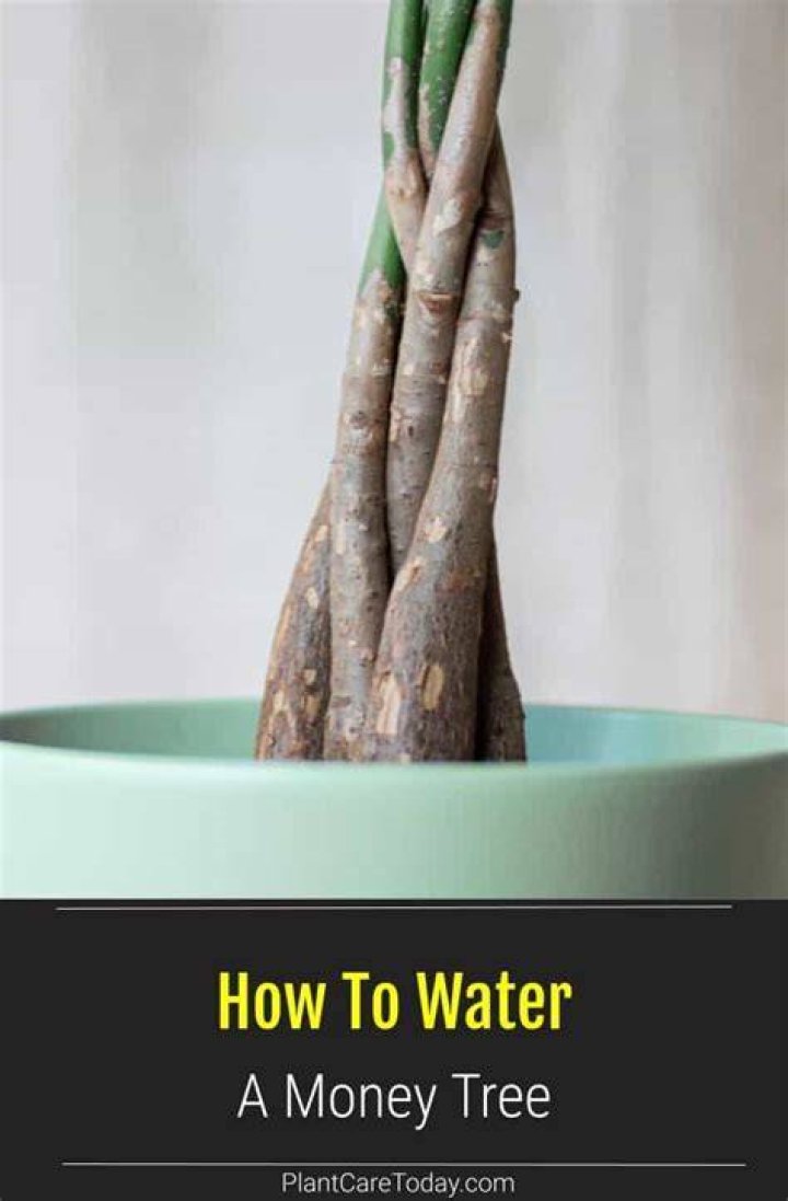 How often should you water a money tree plant