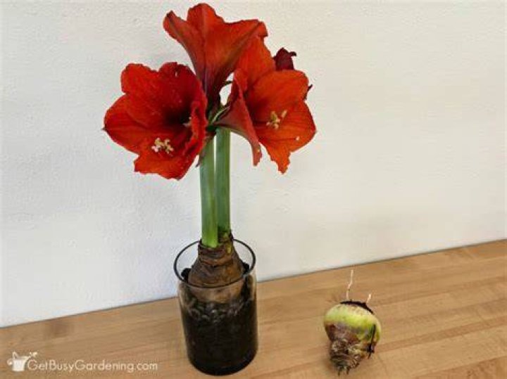 How often should you water an amaryllis plant