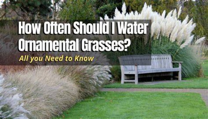 How often should you water ornamental grasses