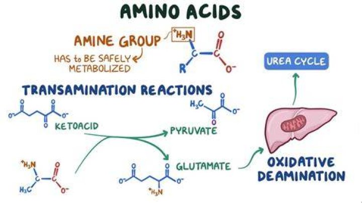 How proteins are broken down into amino acids