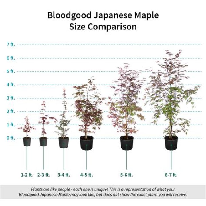 How tall does a Bloodgood Japanese maple grow