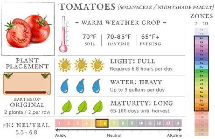 How warm does it need to be to plant tomatoes