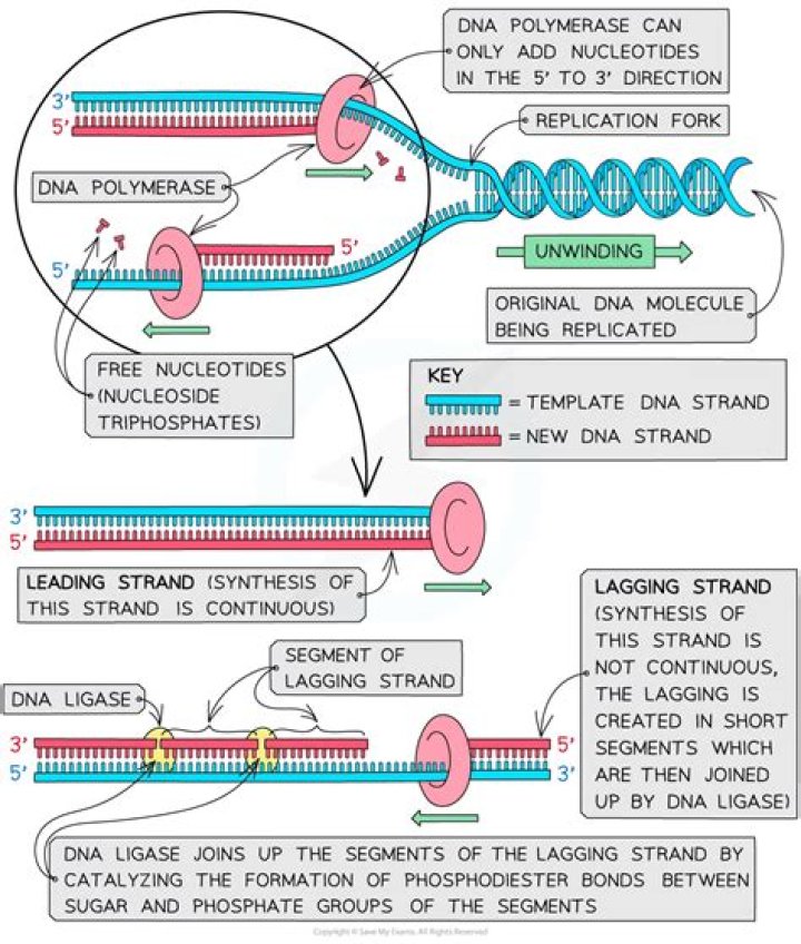 In which direction does DNA synthesis proceed