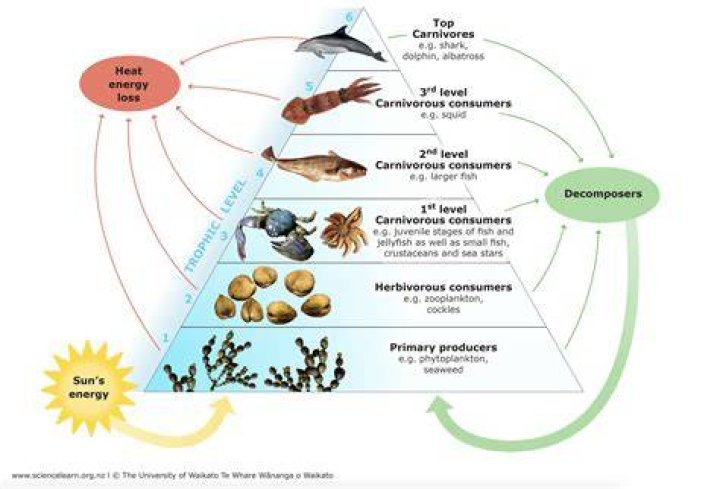 Is algae a consumer or producer or Decomposer