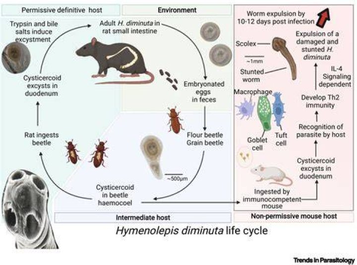Is Autoinfection possible in hymenolepis Nana
