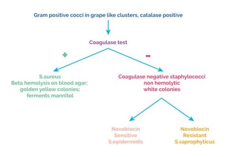 Is C Sporogenes catalase positive or negative