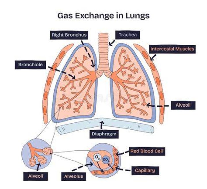 Is gas exchange in the lungs simple diffusion