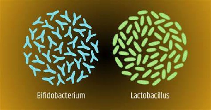 Is Lactobacillus bifidus found in breast milk