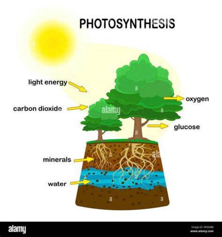 Is oxygen the waste product of photosynthesis
