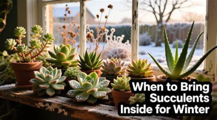 Should I bring my succulents inside in winter