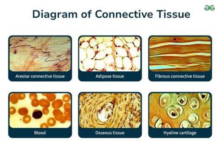 What are examples of connective tissue proper