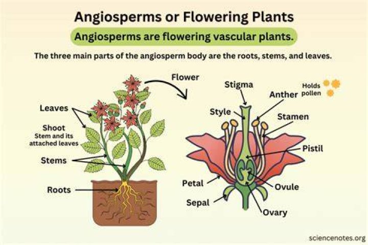 What are the 3 characteristics of angiosperms