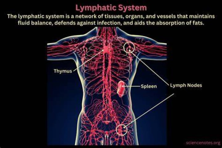What are the 4 organs of the lymphatic system