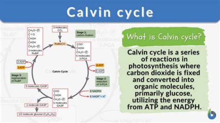 What are the basic stages of the Calvin cycle
