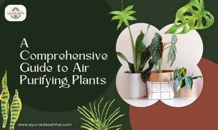 What are the benefits of air purifying plants