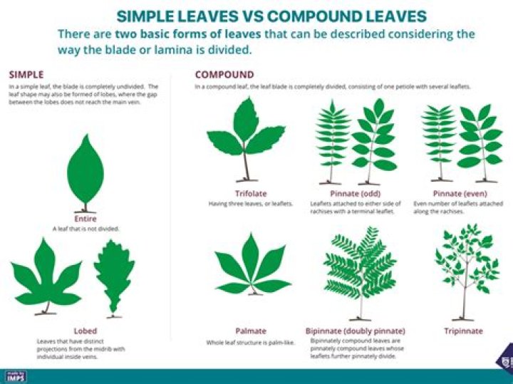 What are the characteristics of a simple leaf