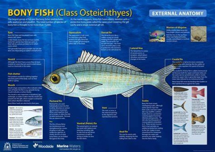 What are the external features of a bony fish