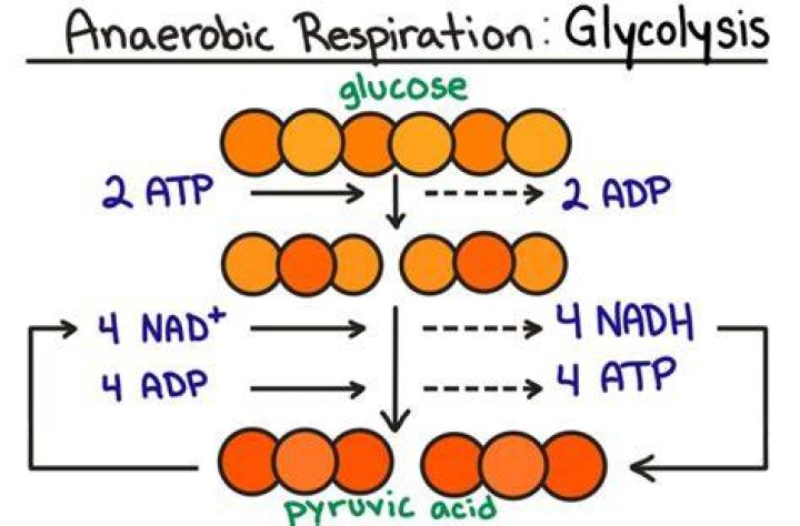 What are the products of anaerobic glycolysis