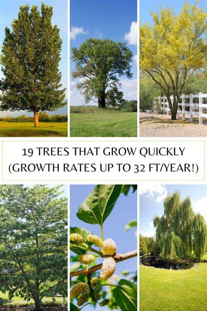 What are the quickest growing trees in the UK