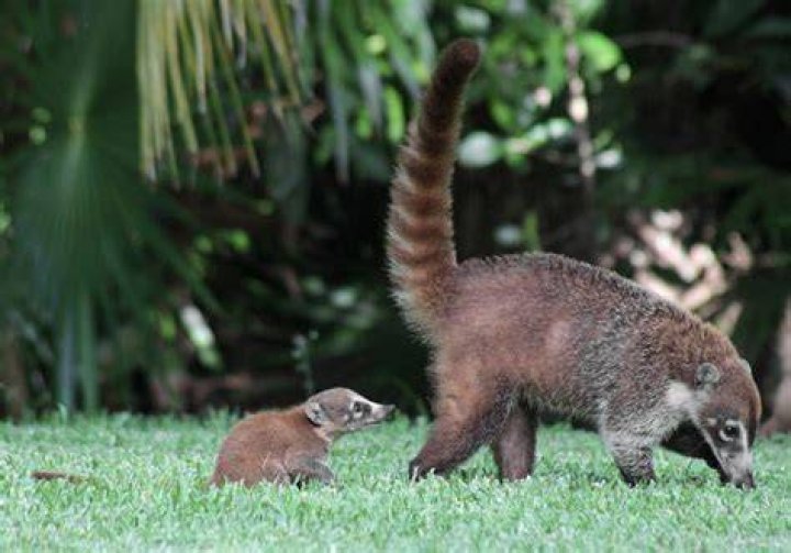 What are the Racoon looking animals in Mexico