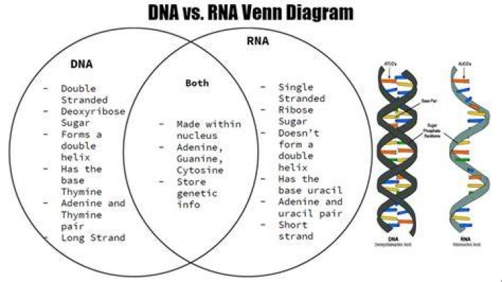 What are the similarities between DNA and RNA