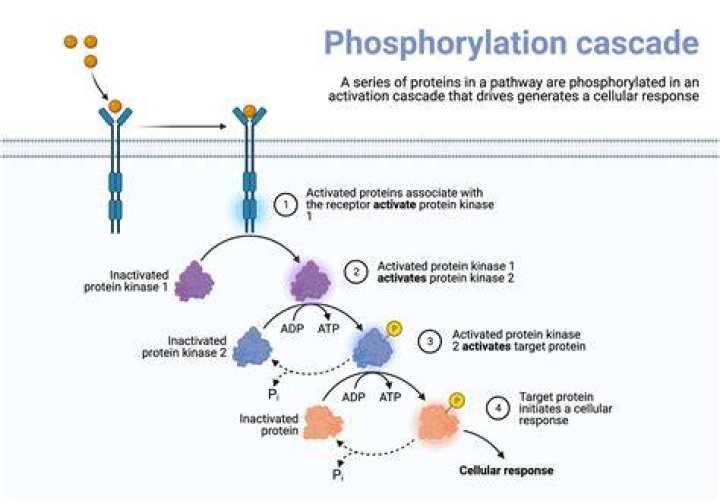 What are the steps of phosphorylation cascade