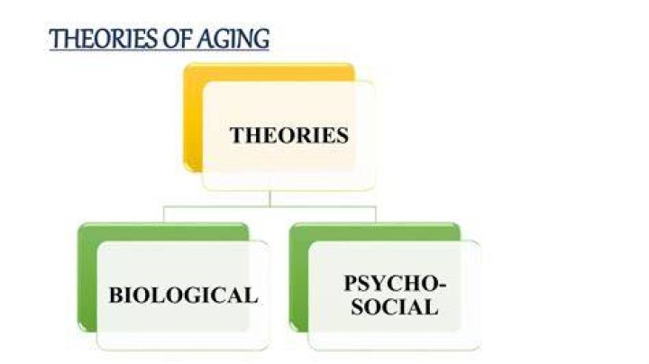 What are the two theories of successful aging