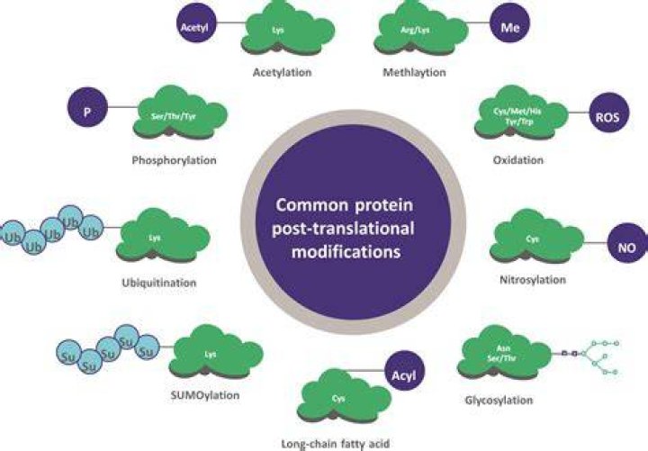 What are two post-translational modifications