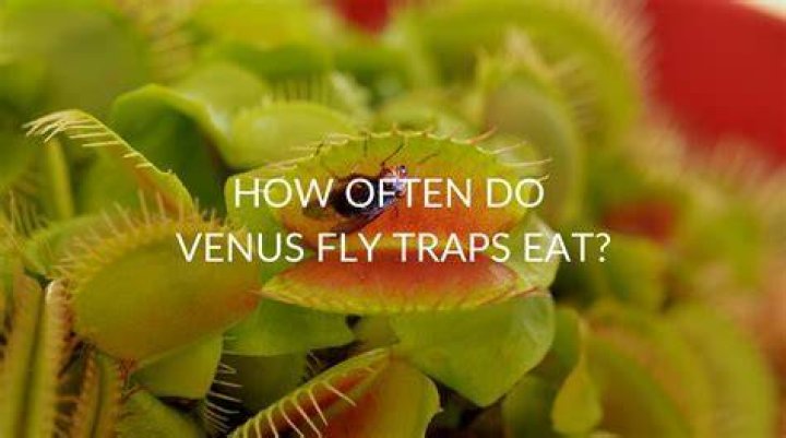 What can I feed my Venus flytrap besides bugs