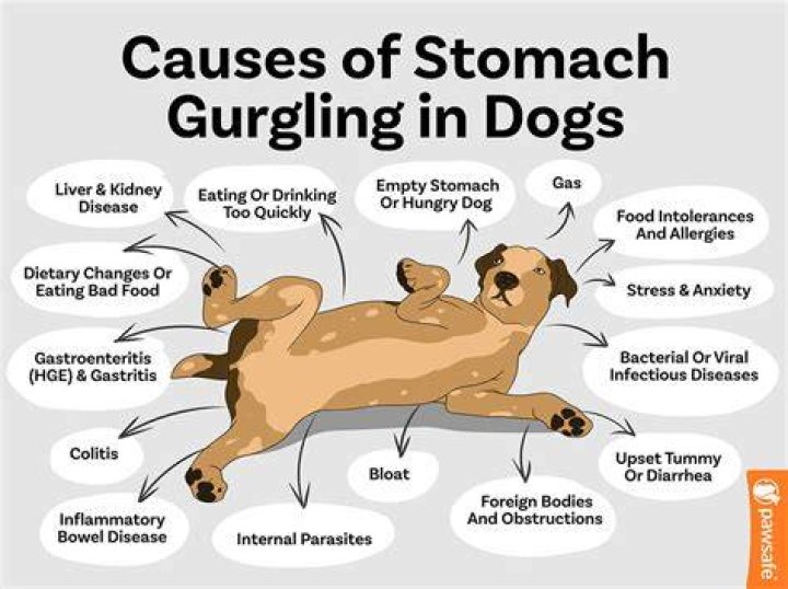 What can I give my dog for a gurgling stomach