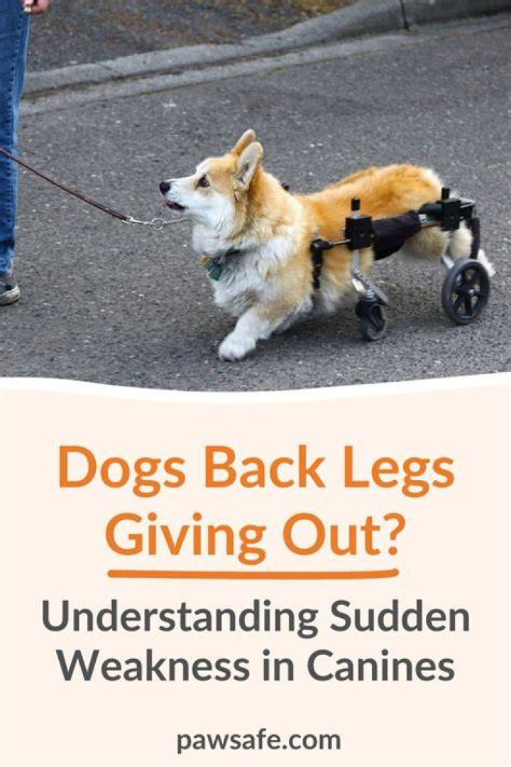 What causes sudden weakness in dogs back legs
