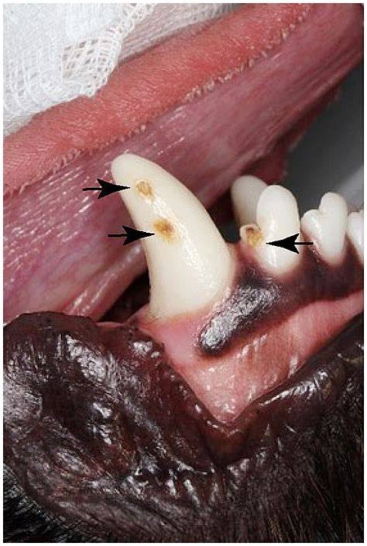 What disease causes enamel hypoplasia in dogs