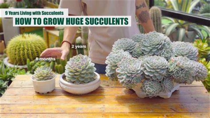 What do I need to know about succulent plants