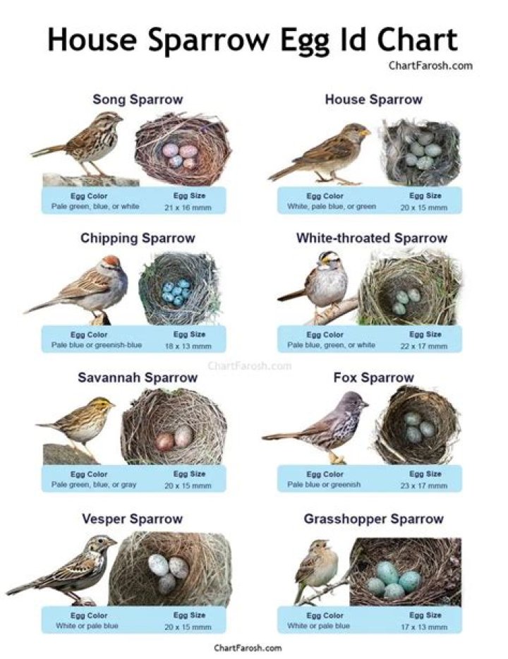 What do the eggs of a house sparrow look like