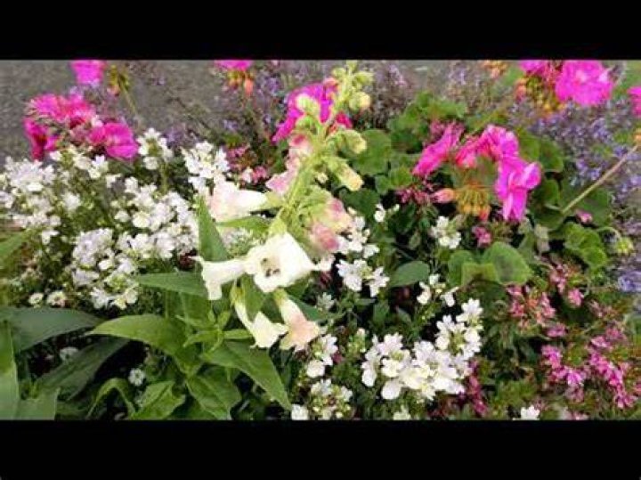 What do you do with penstemon after flowering