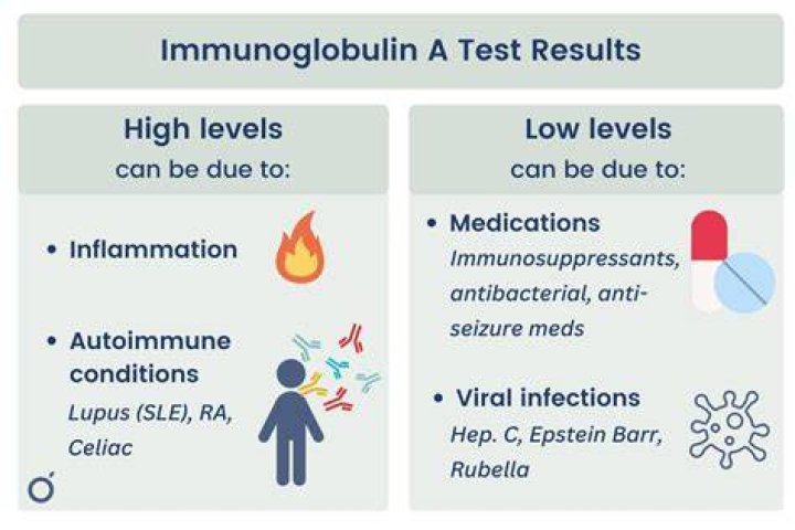 What does high immunoglobulin A QN serum mean