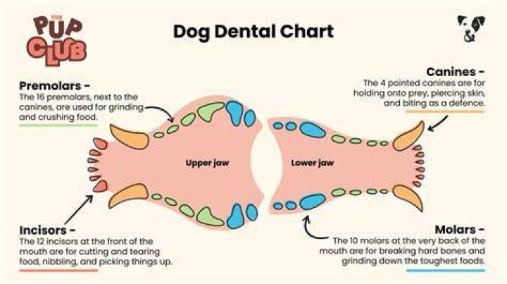 What does it mean when a dog has parrot mouth