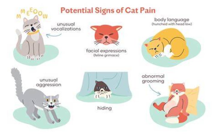 What does it sound like when a cat is in pain