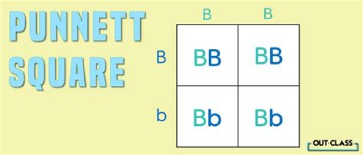 What does the result of a Punnett square Show
