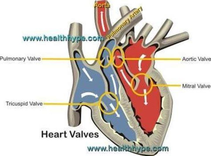 What does the right atrioventricular valve do