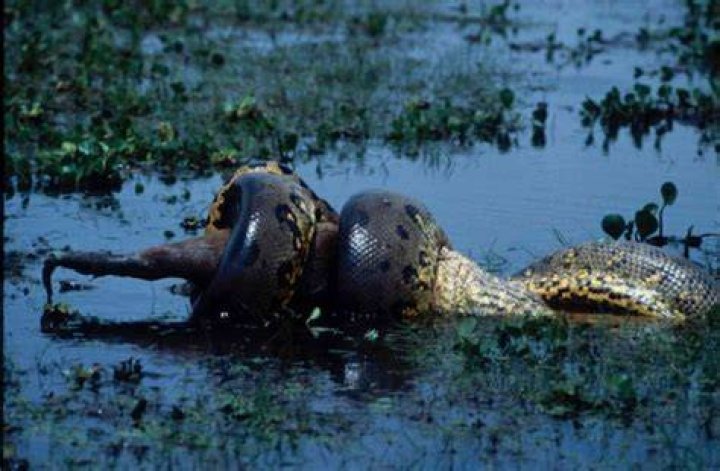 What eats a anaconda in the Amazon rainforest